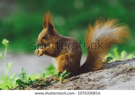 Squirrel gnaws, eats a nut in the forest
