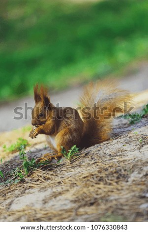 Squirrel gnaws, eats a nut in the forest
