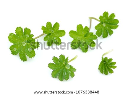 Lady's mantle leaves on white background Royalty-Free Stock Photo #1076338448