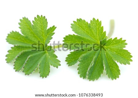 Lady's mantle leaves on white background Royalty-Free Stock Photo #1076338493