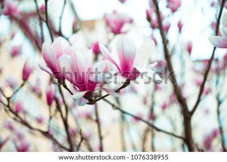 Magnolia flowers blossomed in the garden. The beginning of spring. Nature and plants. Botany