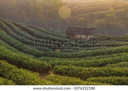 Tea farm cover with fog in morning, Doi Ang khang, Chiang mai, Thailand
