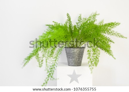Beautiful plant, asparagus fern in a zinc pot. Asparagus Setaceus. Royalty-Free Stock Photo #1076355755
