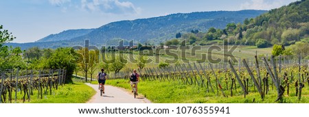 Cyclists on grape mountain.  Biking travel tour in Vineyards Palatinate region, Deutsche Weinstrasse (German Wine Route), Rhineland-Palatinate, Germany. Banner Royalty-Free Stock Photo #1076355941