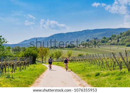 Cyclists on grape mountain.  Biking travel tour in Vineyards Palatinate region, Deutsche Weinstrasse (German Wine Route), Rhineland-Palatinate, Germany Royalty-Free Stock Photo #1076355953