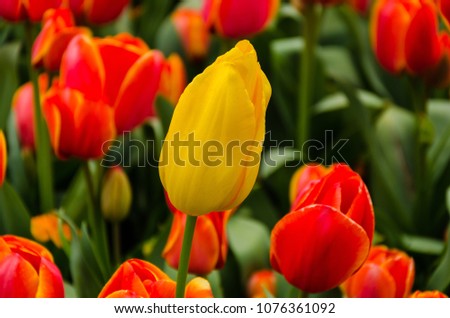 Tulip fever blooming season time with red bulb and yellow flowers and green leaves in the spring season for romantic honeymoon lover destination