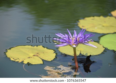 water lily in garden.