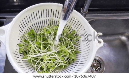 wash vegetable process,clean ingredient of food by pure water.picture focus at vegetable.