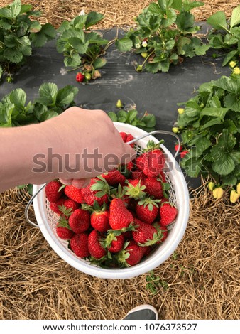 Pick Your Own Strawberry Farm