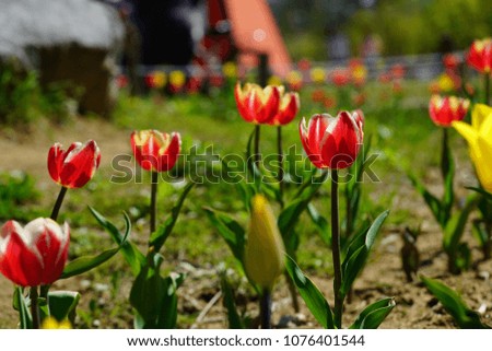 Tulip
flower
spring
