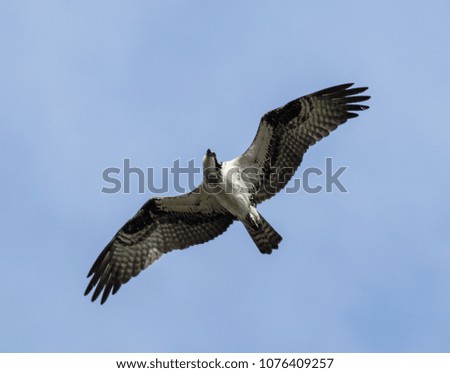 osprey flies overhead