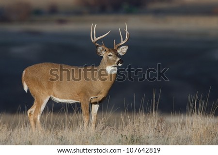 Large Whitetail Buck stands out against a dark background