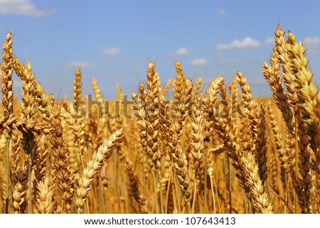 Wheat field (shallow depth of field)