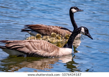 Geese with chicks at Woodley Lake, Van Nuys, CA USA April 22nd, 2018