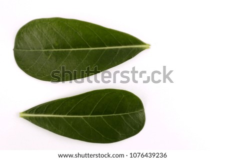 Green leaves with white backdrop.