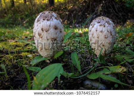 Wild Mushrooms at Wabamun Lake Provincial Park, Alberta, 2016