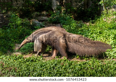 Giant Anteater noir Royalty-Free Stock Photo #1076453423