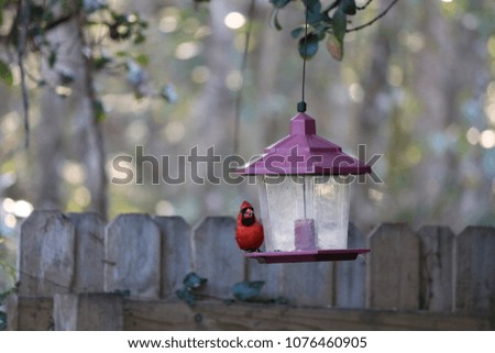 Bright red male northern cardinal songbird in backyard garden with feeder and fence. 