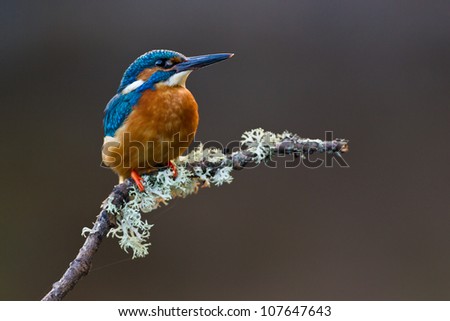 Photo of a Common Kingfisher (Alcedo atthis) adult male perched on a lichen covered branch
