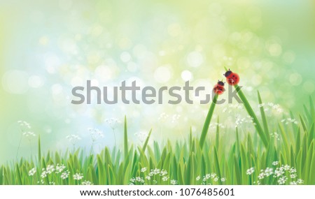 Vector green  nature  background,  ladybirds on grass,  green bokeh background.