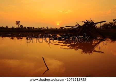 Sunset at the rice field in tropical of Thailand. background is sun and smooth cloud.