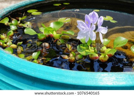 Purple flowers of water hyacinth In the green bath,Eichhornia crassipes(Common water hyacinth)