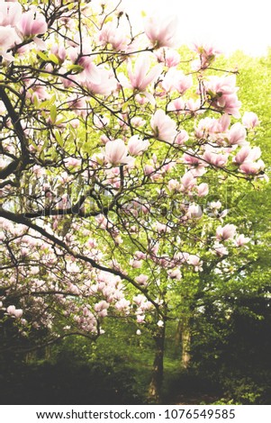 blooming magnolia tree against green foliage in springtime