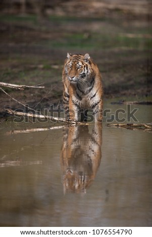Siberian Tiger Animal 