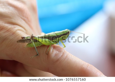 Green Rice grasshopper on a woman's finger
