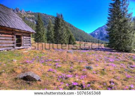 Purple crocus flowers blooming in Chocholowska valley during spring season, Tatra Mountains, Poland