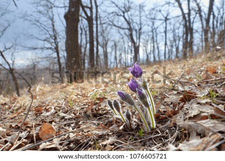 Pasque flower in a spring forest