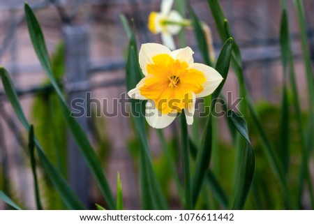 beautiful summer Canasta daffodils close-up