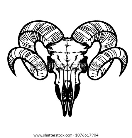 Skull of a sheep. Horns silhouette. Tattoo, symbol line art drawing. Boho print, poster, t-shirt. textiles. Vector illustration art. Vintage engraving. Vintage silhouette. Traditional art tattoos.