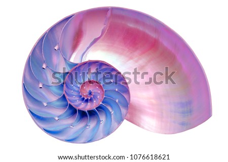 Nautilus shell section isolated on black background Royalty-Free Stock Photo #1076618621