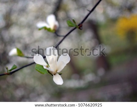 a blossoming magnolia flower