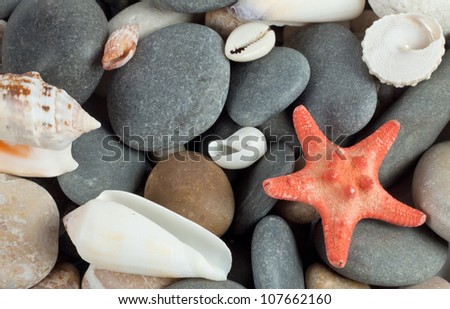 Starfish with shells on the sea rocks