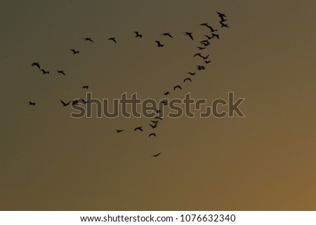 sunset migratory birds