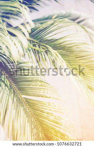 Palm leaves in sunlight. Nature tropical background, summer mood.