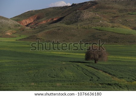 green wheat field, mountain view