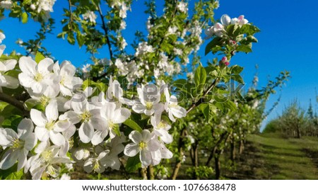 apple trees with blossoms