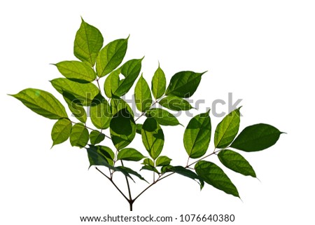 Green leaf isolated on white background. Light by sun shine. Royalty-Free Stock Photo #1076640380