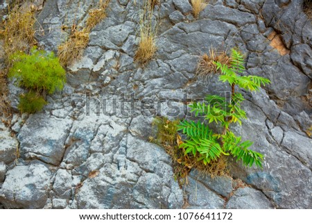 Scenic rocks background. Plants growing through the rock Mountain. Beautiful nature Horizontal Wallpaper. Montenegro. Budva.