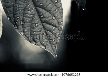 Beautiful rainwater drops on a tree leaves isolated unique natural object photograph