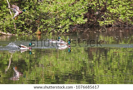 Wild ducks in the park. Mallard Duck in nature in the lake. Cover photo with ducks. Birds background. Fauna pattern. Birds and animals in wildlife. Mallard (Anas platyrhynchos) swimming