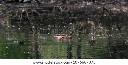 Wild ducks in the park in spring time. Mallard Duck in nature in the lake. Cover photo with ducks. Duck swimming with her baby ducklings in colorful green water of river or pond. Birds background. Fau