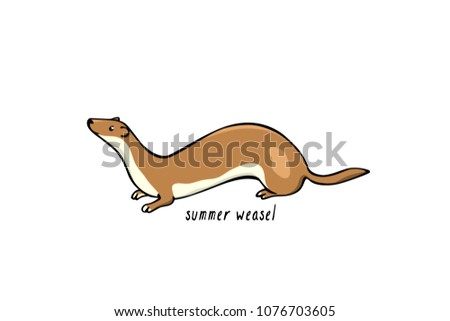 Vector illustration of hand drawn cute weasel in summer coats. Beautiful animal design elements, ink drawing.