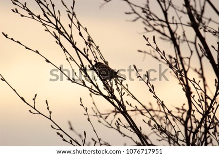 Evening sun shining through clouds and cute spring branches with first buds and small sitting bird. Concept for nature theme eco style. Idea for pictures for moredn interior decor elements. Minimalism