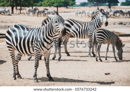 A herd of zebras grazing in the reserve in a safari. Zebras are several species of African equids (horse family) united by their distinctive black and white striped coats. Their stripes come in differ
