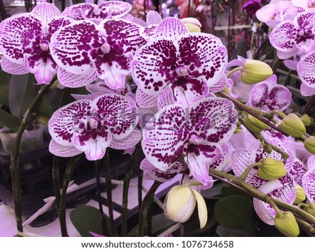 beautiful vivid purple orchid in nature
