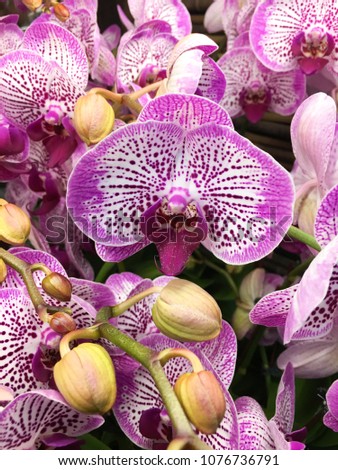 fresh beautiful vivid orchid background
